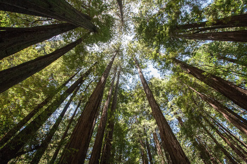 Curious Kids How Can A Tiny Seed Actually Grow Into A Huge Tree curious-kids-how-can-a-tiny-seed-actually-grow-into-a-huge-tree