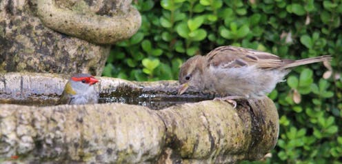 Is It Really So Wrong To Care For An Introduced Bird Species