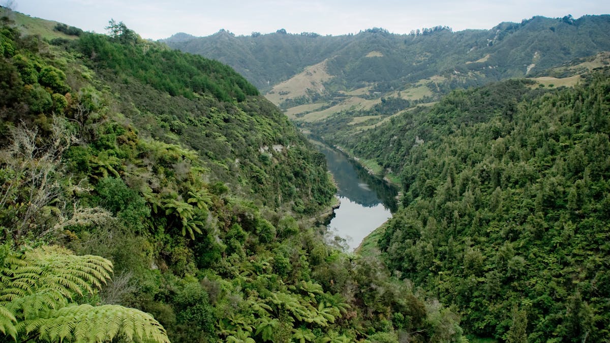When A River Is A Person From Ecuador To New Zealand Nature Gets Its Day In Court