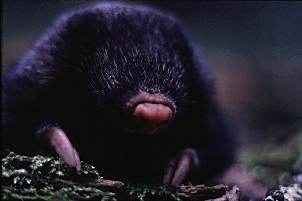 Even ugly animals can win hearts and dollars to save them from extinction Even ugly animals can win hearts and dollars to save them from extinction