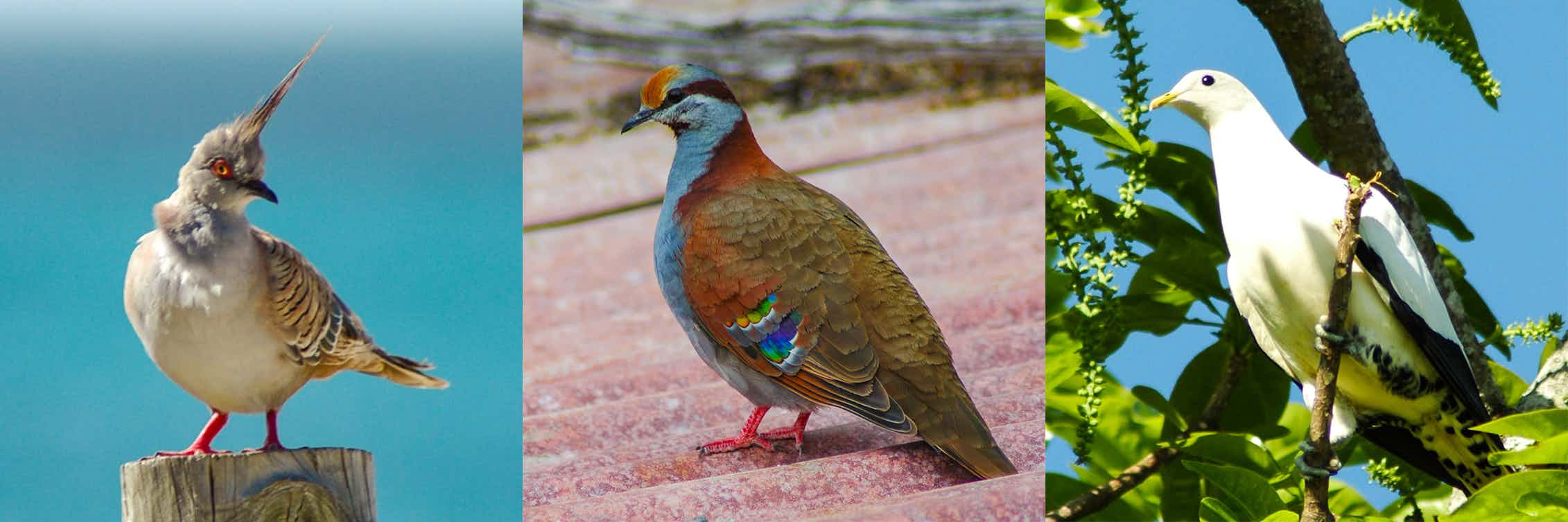 Are Australia's native pigeons sitting ducks? Are Australia's native pigeons sitting ducks?