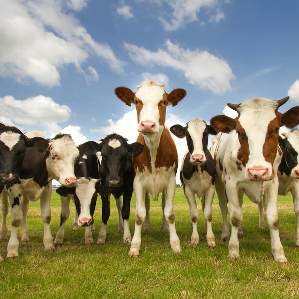 When cows attack: how dangerous are cattle and how can you stay safe around  them?