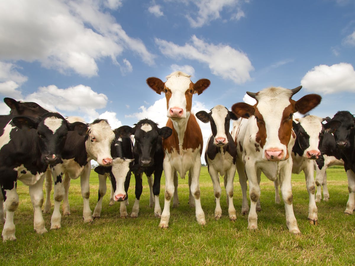When cows attack: how dangerous are cattle and how can you stay safe around  them?