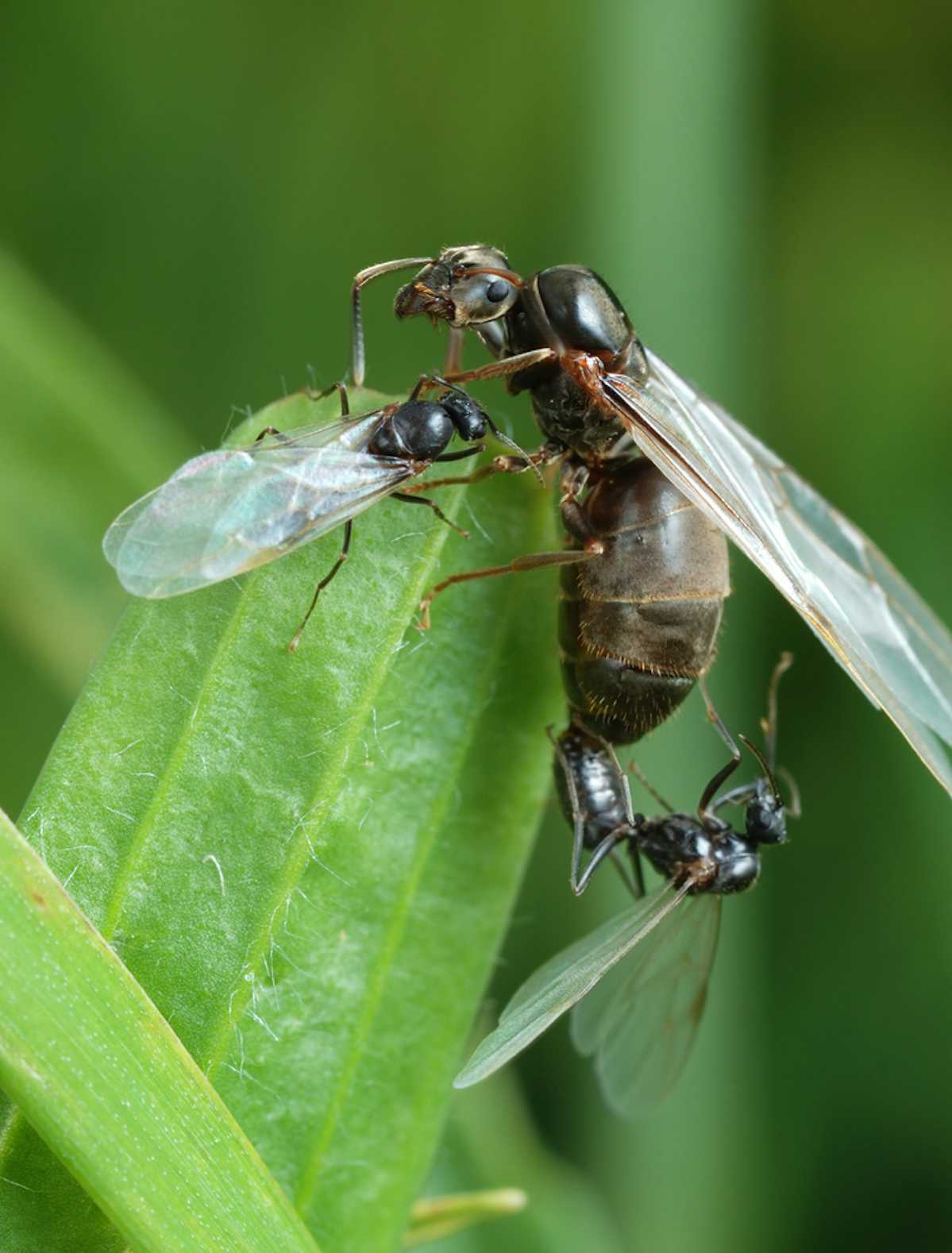 The amazing secrets behind 'flying ant day'