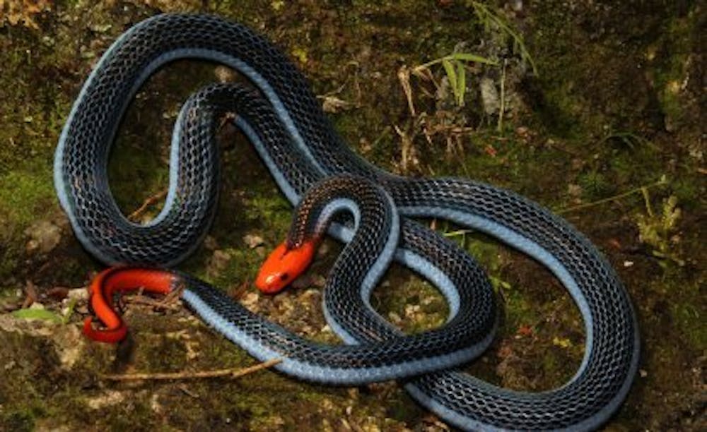 A Venomous Paradox How Deadly Are Australia S Snakes