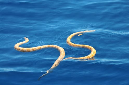 A Venomous Paradox How Deadly Are Australia S Snakes