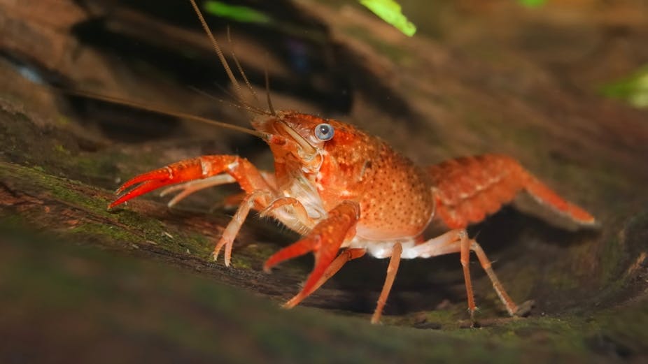 Invasive species have a massive impact, but wise policy can keep them out Invasive species have a massive impact, but wise policy can keep them out
