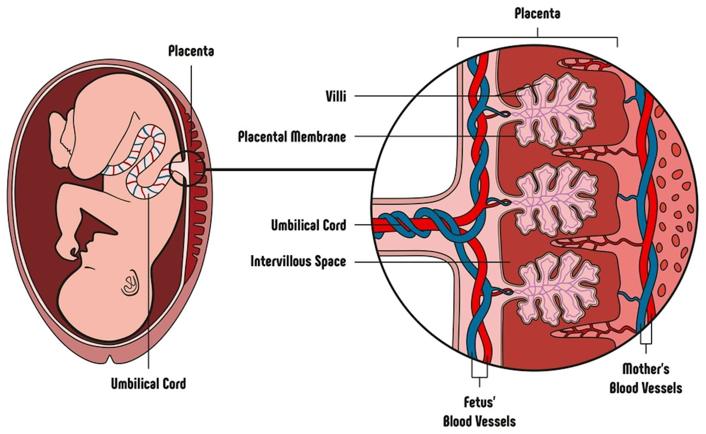 Плацента и пуповина строение