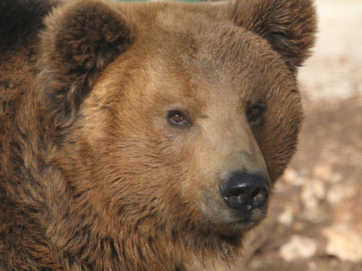 Italy has its own subspecies of bear – but there are only 50 left