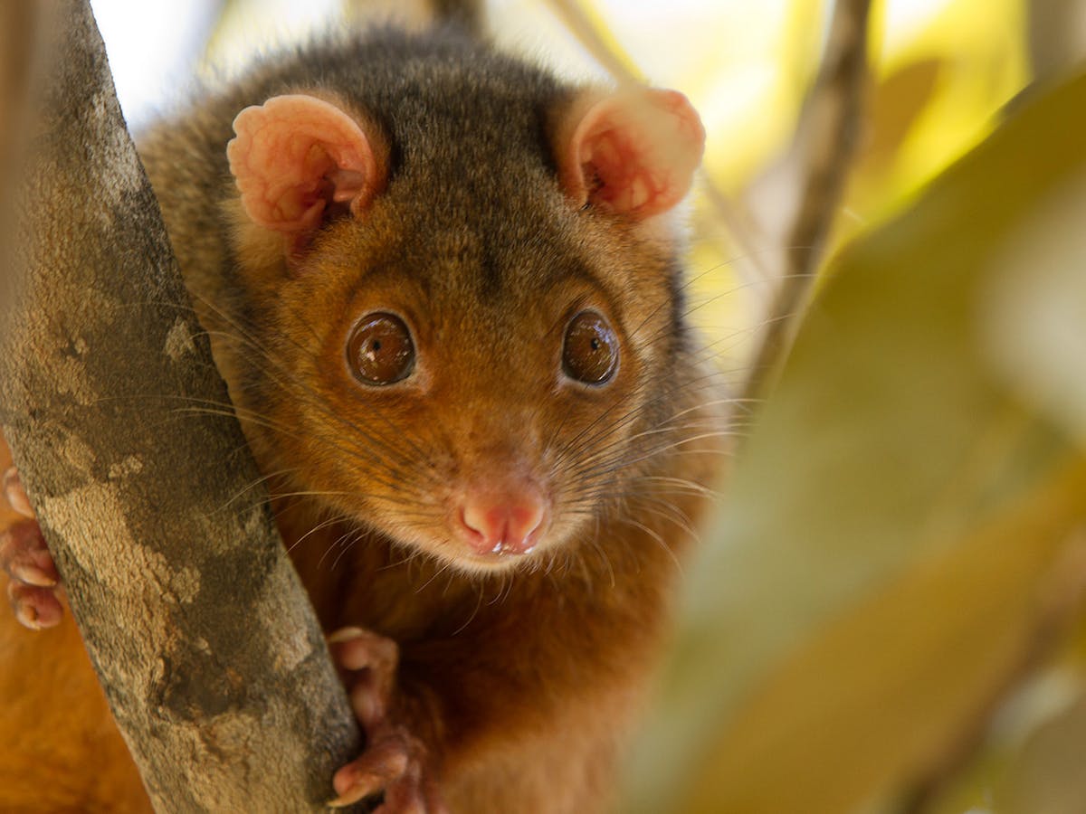 Explainer What Is Tularemia And Can I Catch It From A Possum Explainer What Is Tularemia And Can I Catch It From A Possum