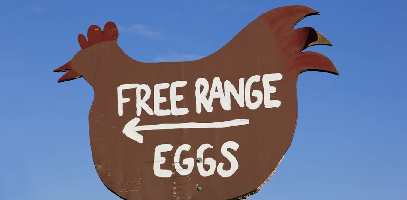 What Does free Range Mean Why The ACCC Was Right To Knock Back Egg what-does-free-range-mean-why-the-accc-was-right-to-knock-back-egg