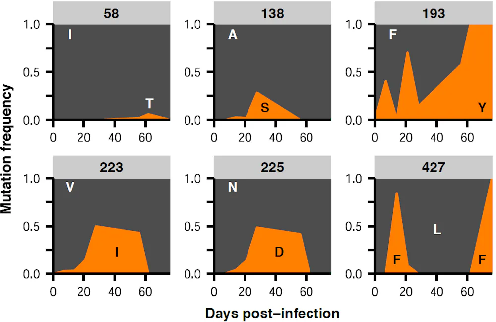 Flu Variations How flu changes within the human body may hint at future global trends