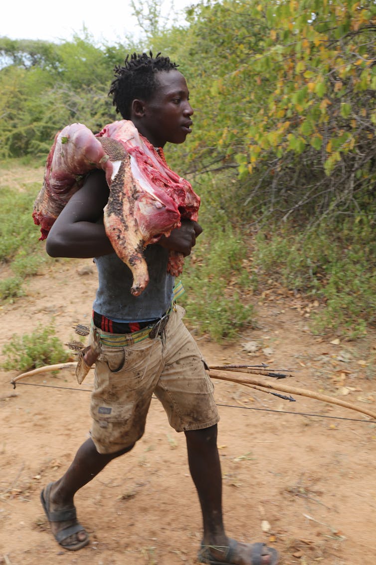 Hadza hunter walking back to camp with a dispatched porcupine flung over his shoulder. (Jeff Leach)