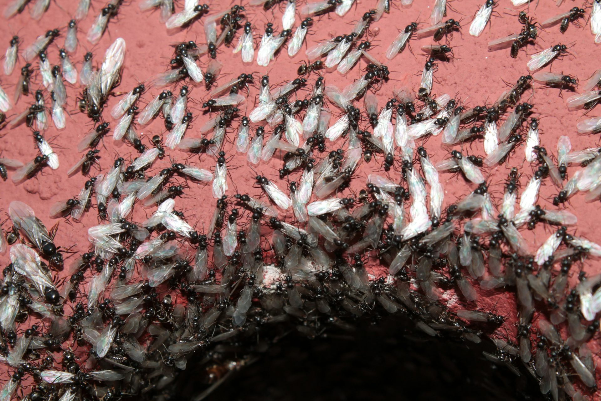 ants that swarm queen ant