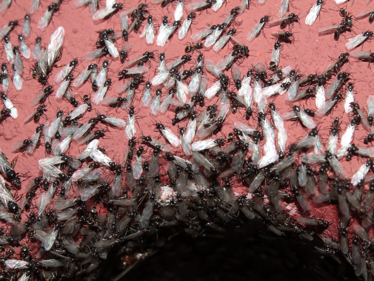 The Amazing Secrets Behind Flying Ant Day