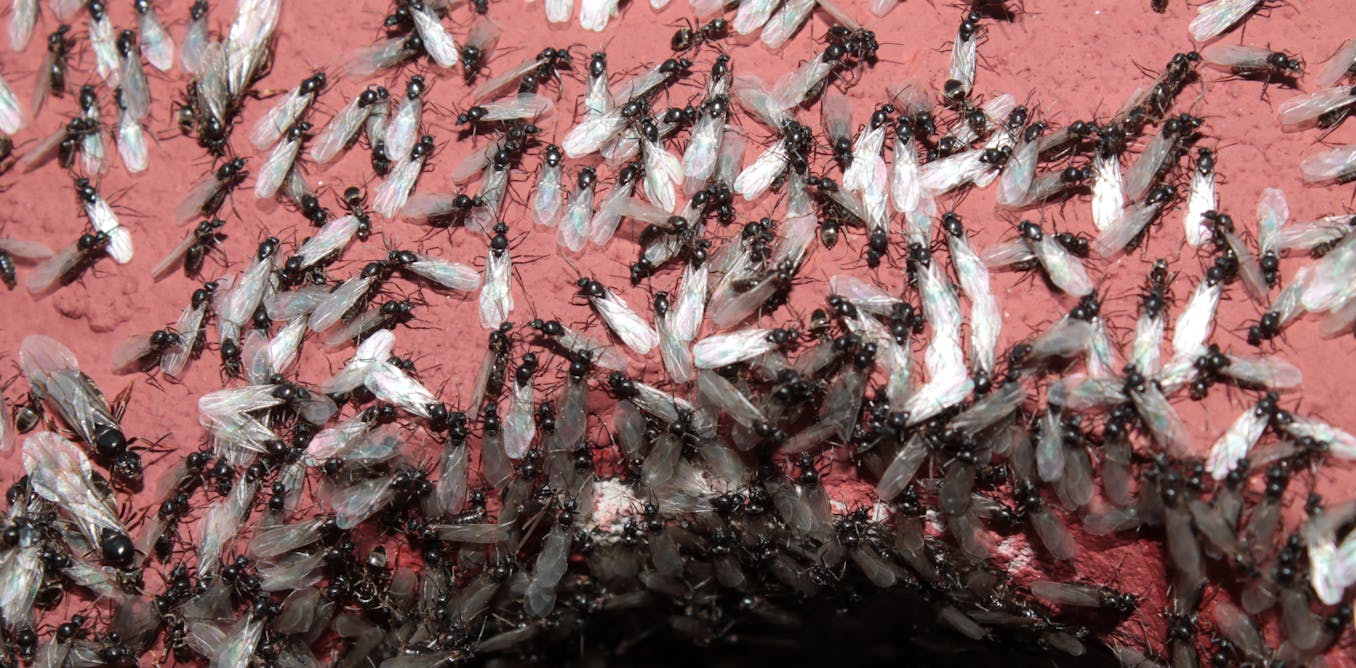 The Amazing Secrets Behind Flying Ant Day Flying Ant Day 2022