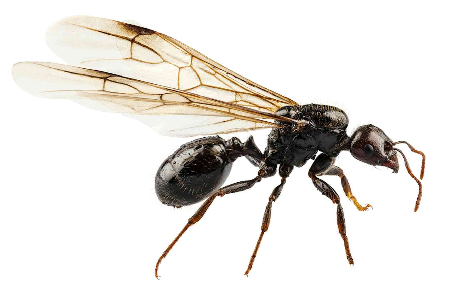The amazing secrets behind 'flying ant day'
