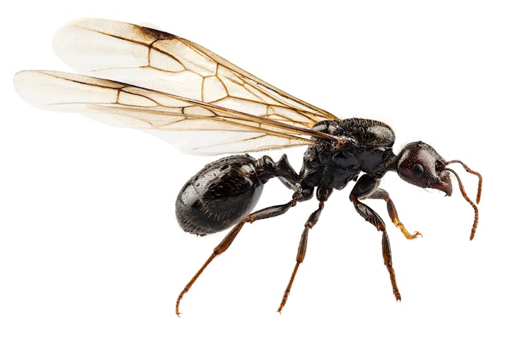 The Amazing Secrets Behind Flying Ant Day,Flour Substitute For Cornstarch
