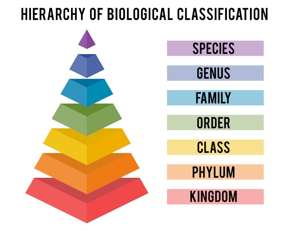 التصنيف في علم الأحياء