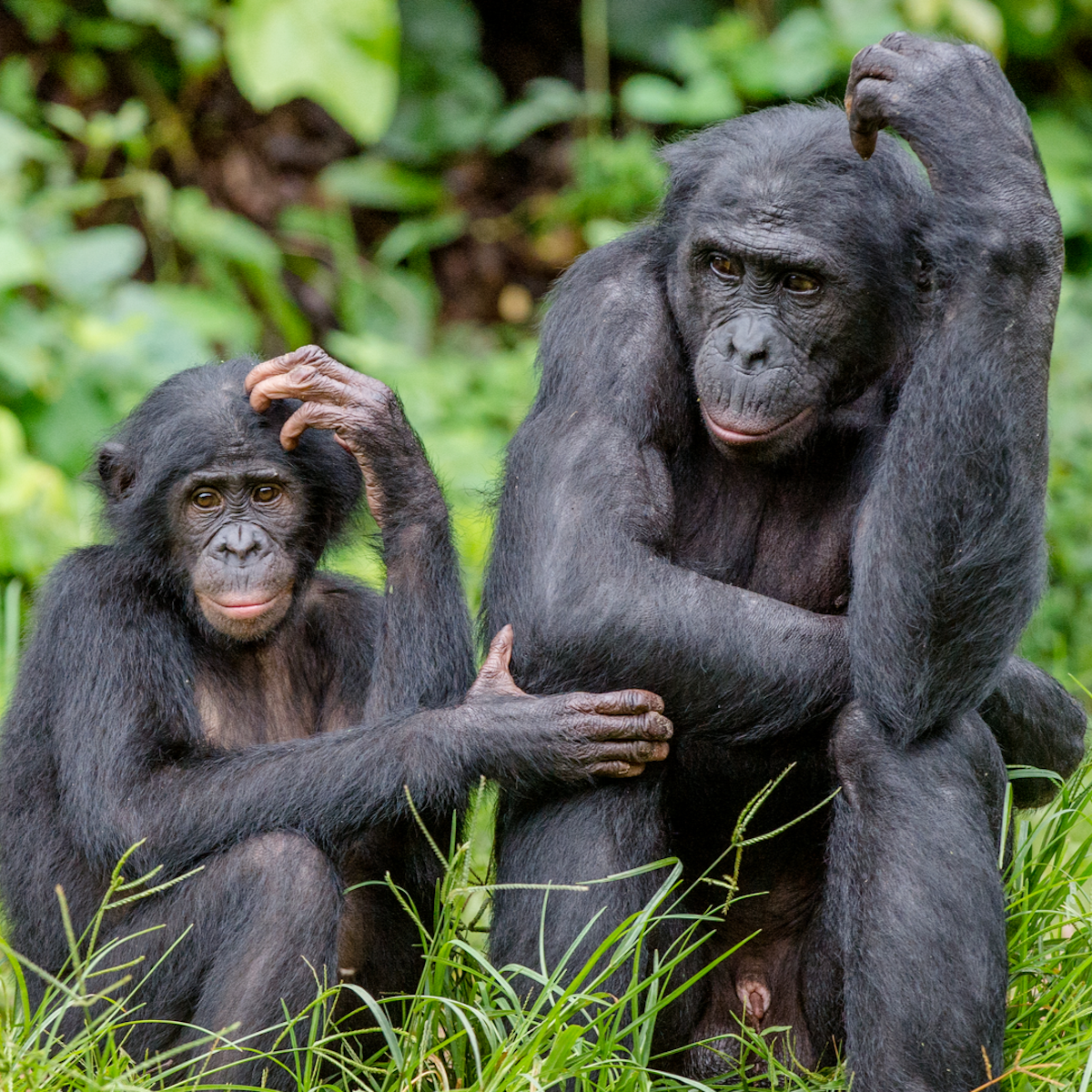 Curious Kids: Why do humans not have fur like chimpanzees and gorillas?