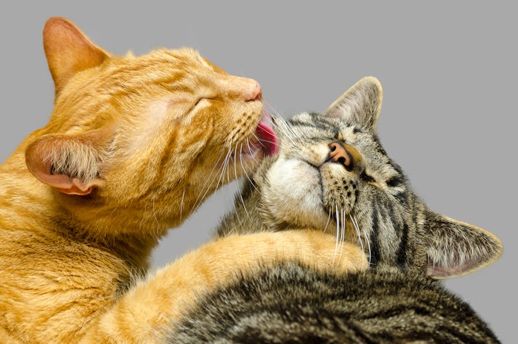 Cats often purr whilst grooming one another