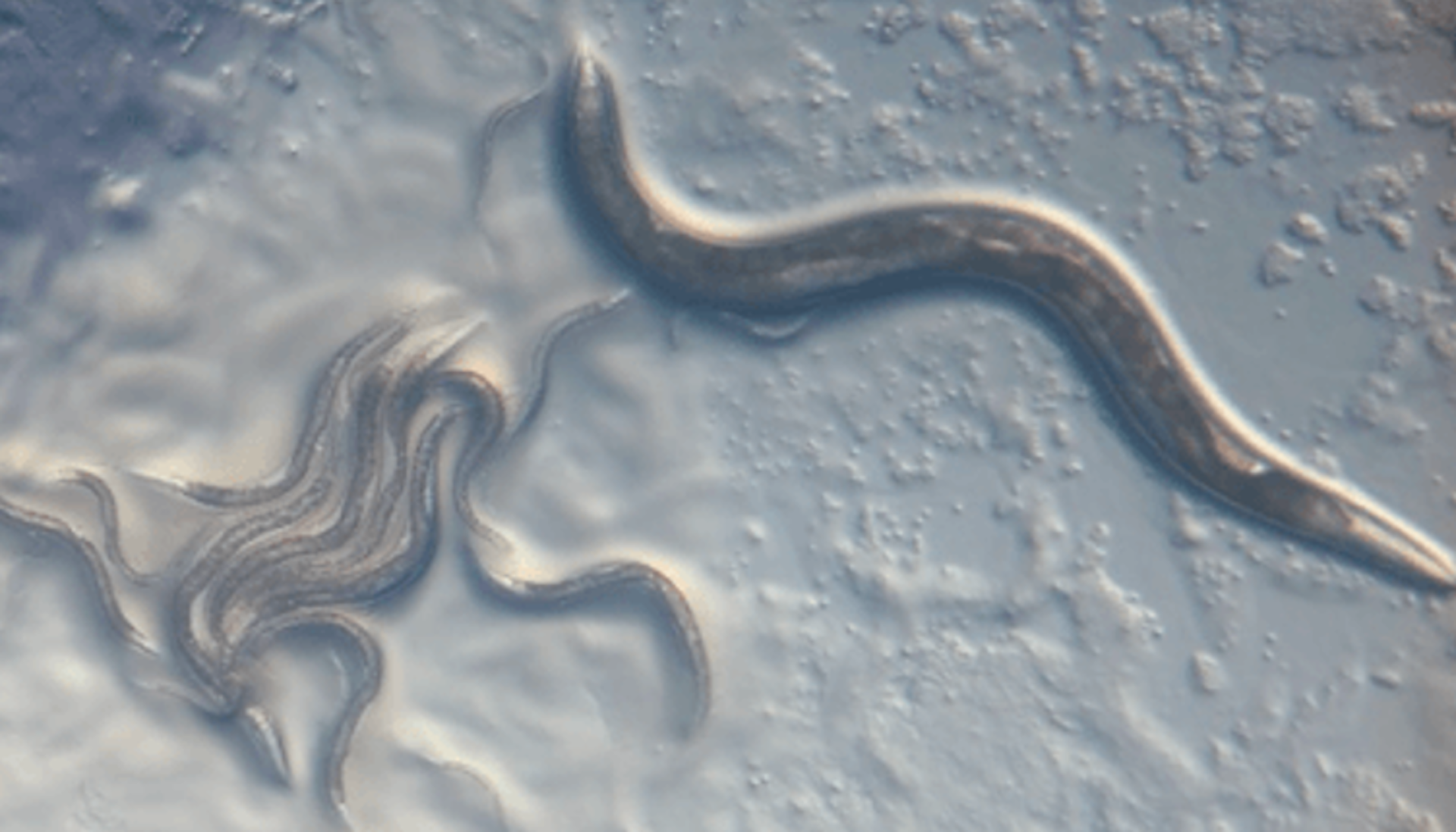 How I showed that snails use their shells to trap and kill parasites