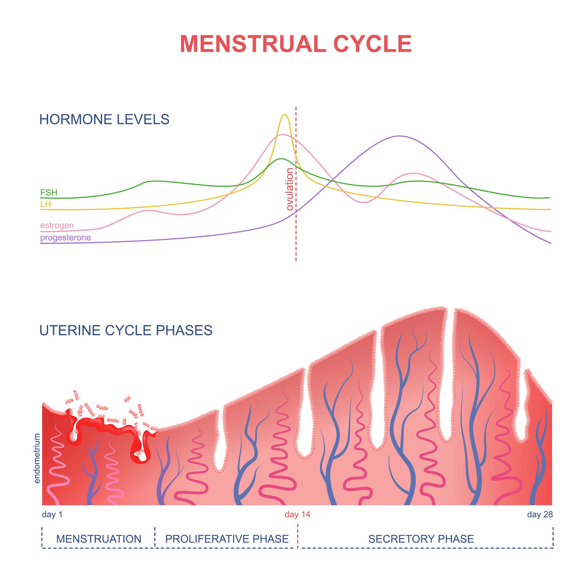 Menstrual Cycle Hormone Chart