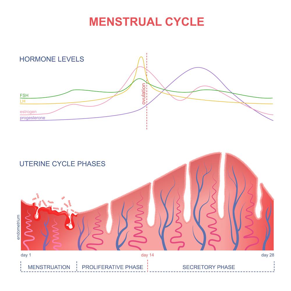 Statistical brain activation T-maps showing menstrual cycle phase by