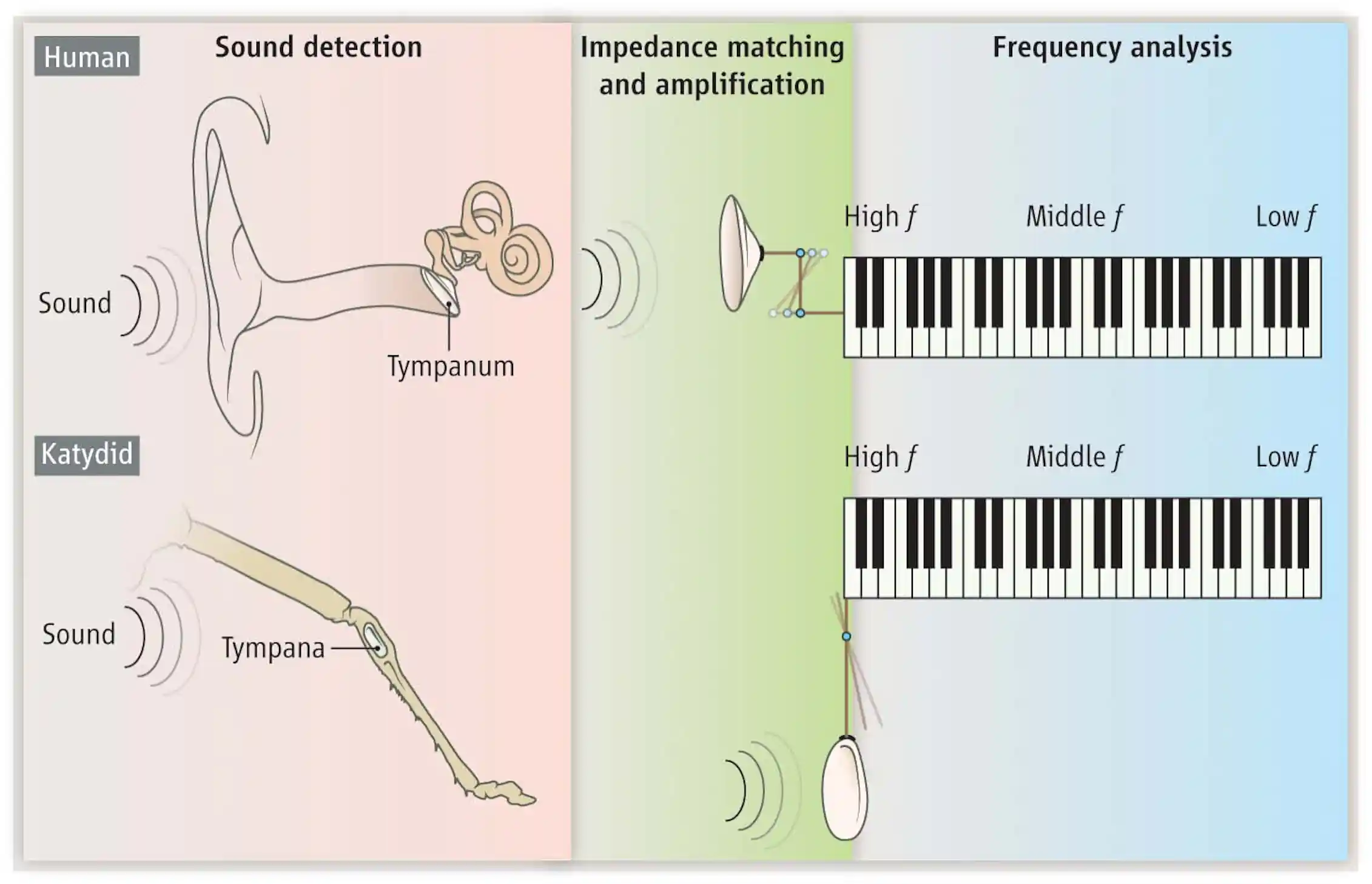 Sound familiar? The insect ear that works like your own