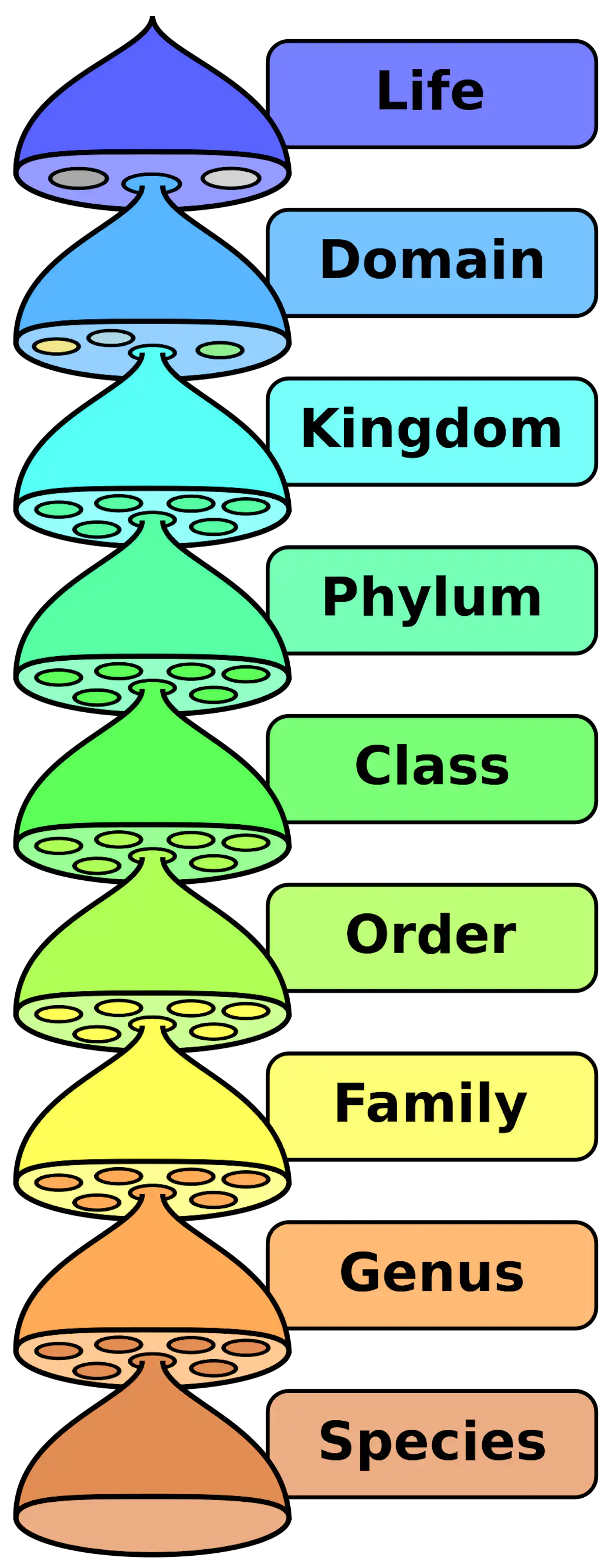 Explainer: what is biological classification?