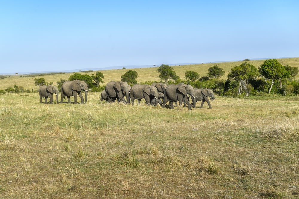 Why The Future Of Africa S Forests And Savannas Is Under Threat Why The Future Of Africa S Forests And Savannas Is Under Threat
