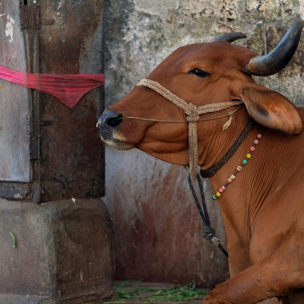 Hinduism and its complicated history with cows (and people who eat them)
