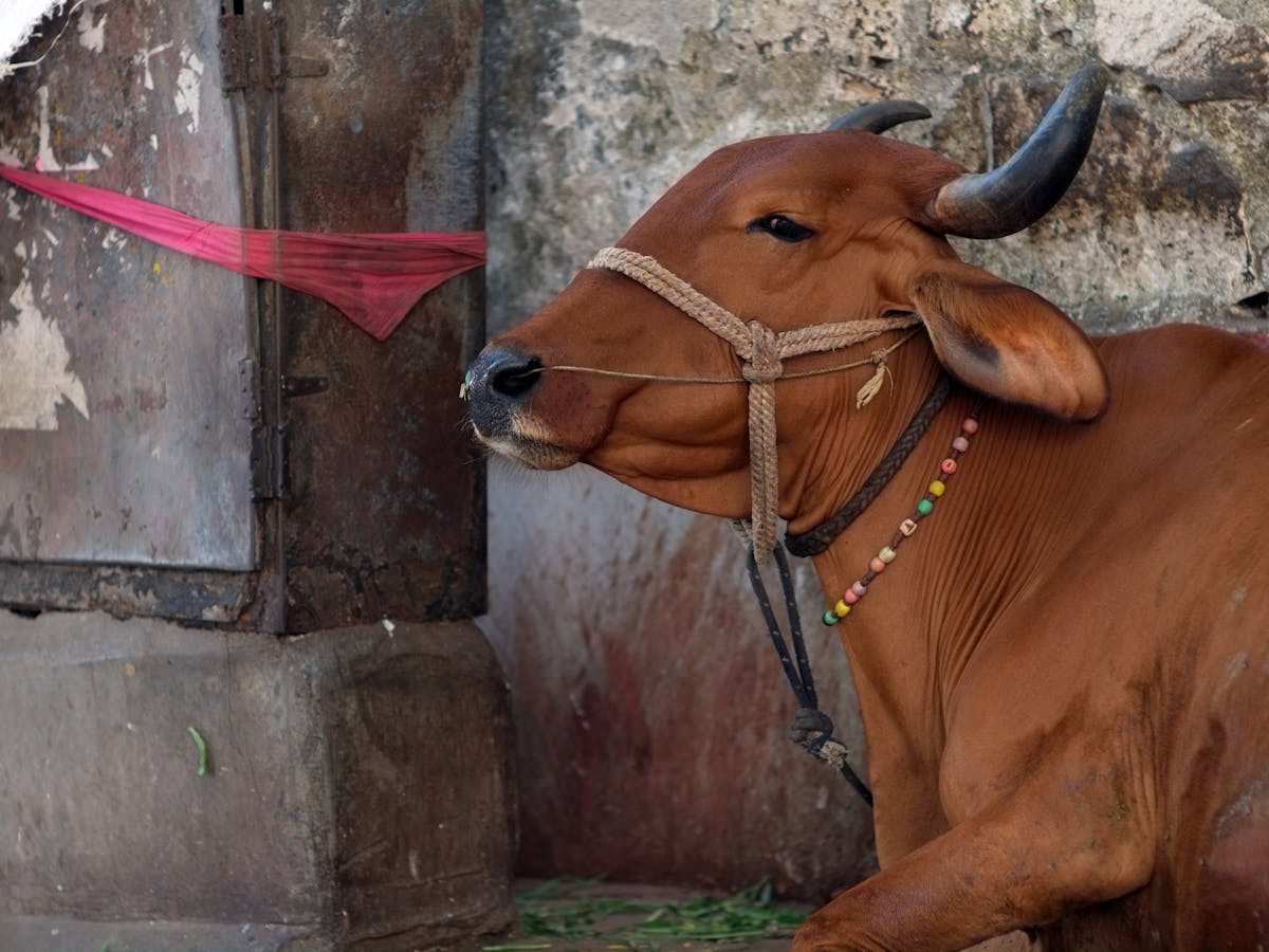 Hinduism And Its Complicated History With Cows And People Who Eat Them