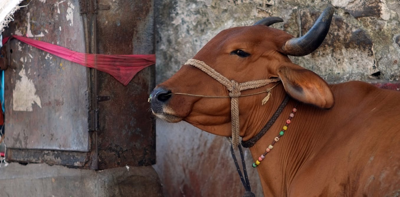 Hinduism and its complicated history with cows (and people who eat them)