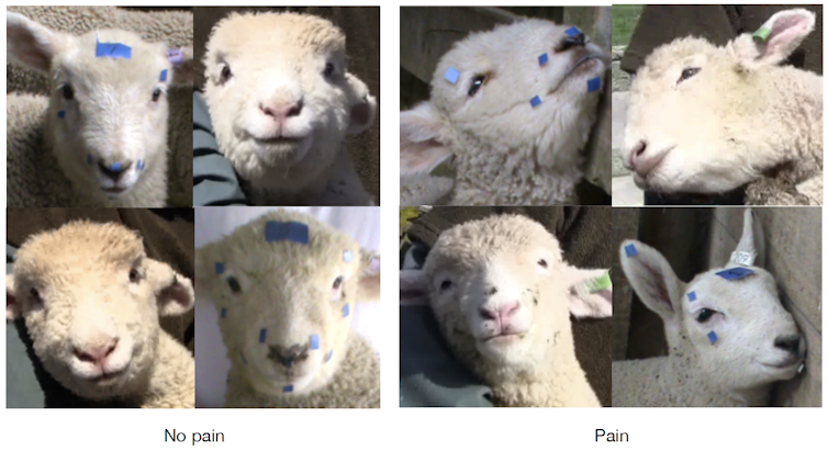 Sentimientos de los animales