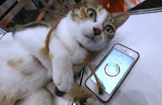 Sentimientos de los animales