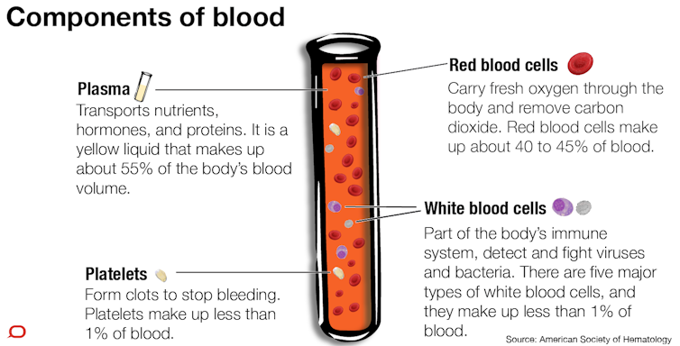 essay on types of blood cells