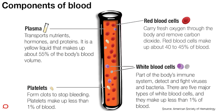 essay on blood cancer