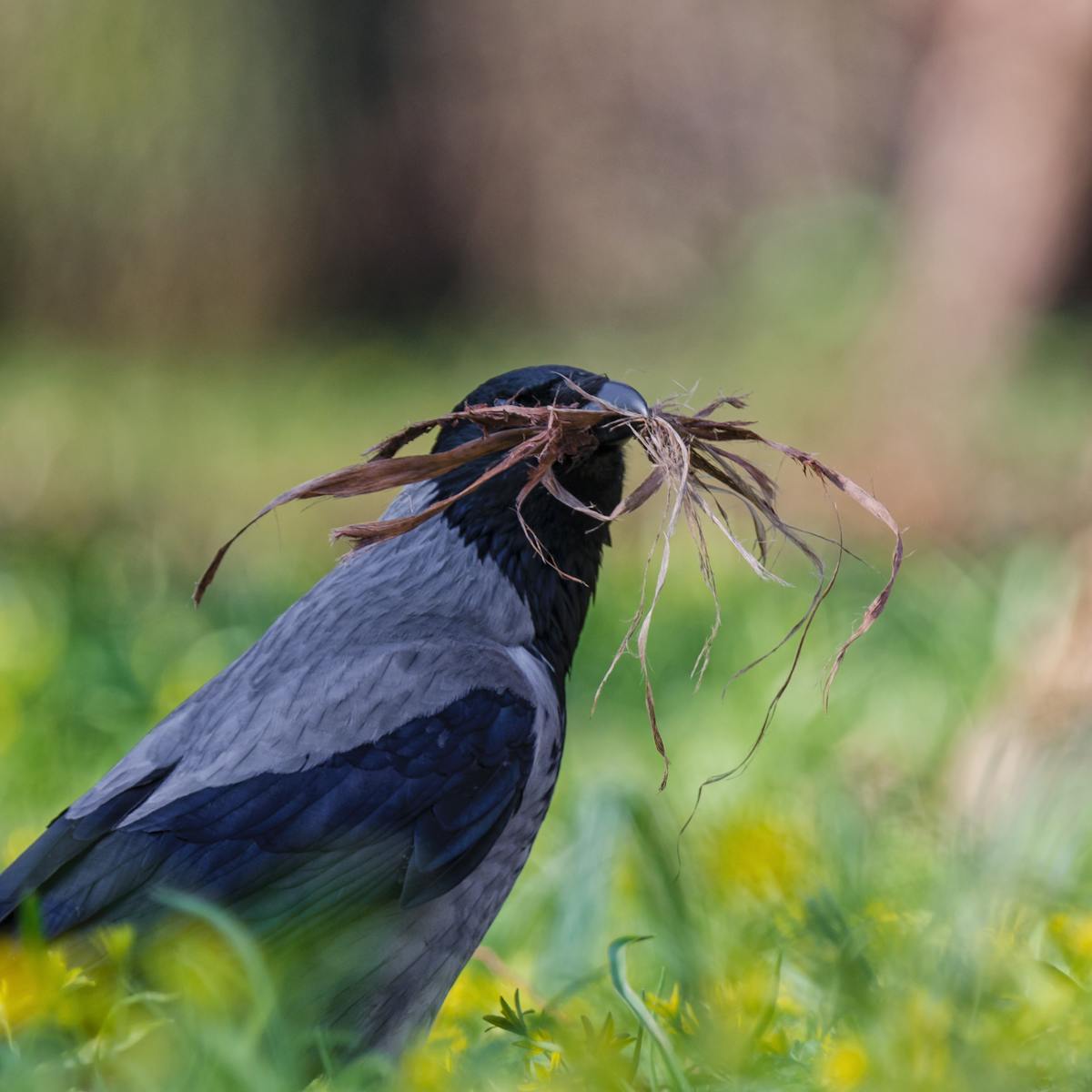 Clever crows can plan for the future like humans do