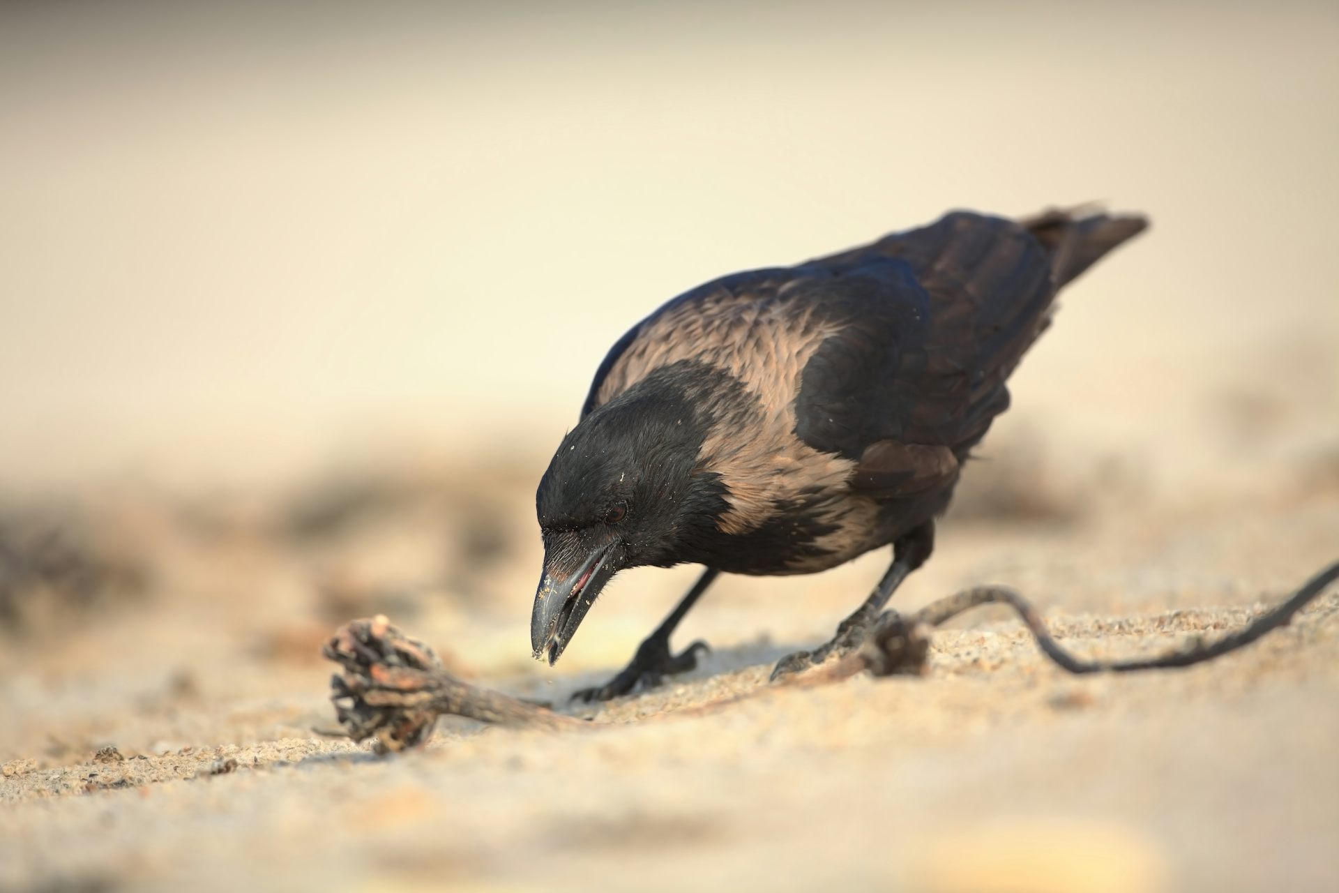 crows hide food