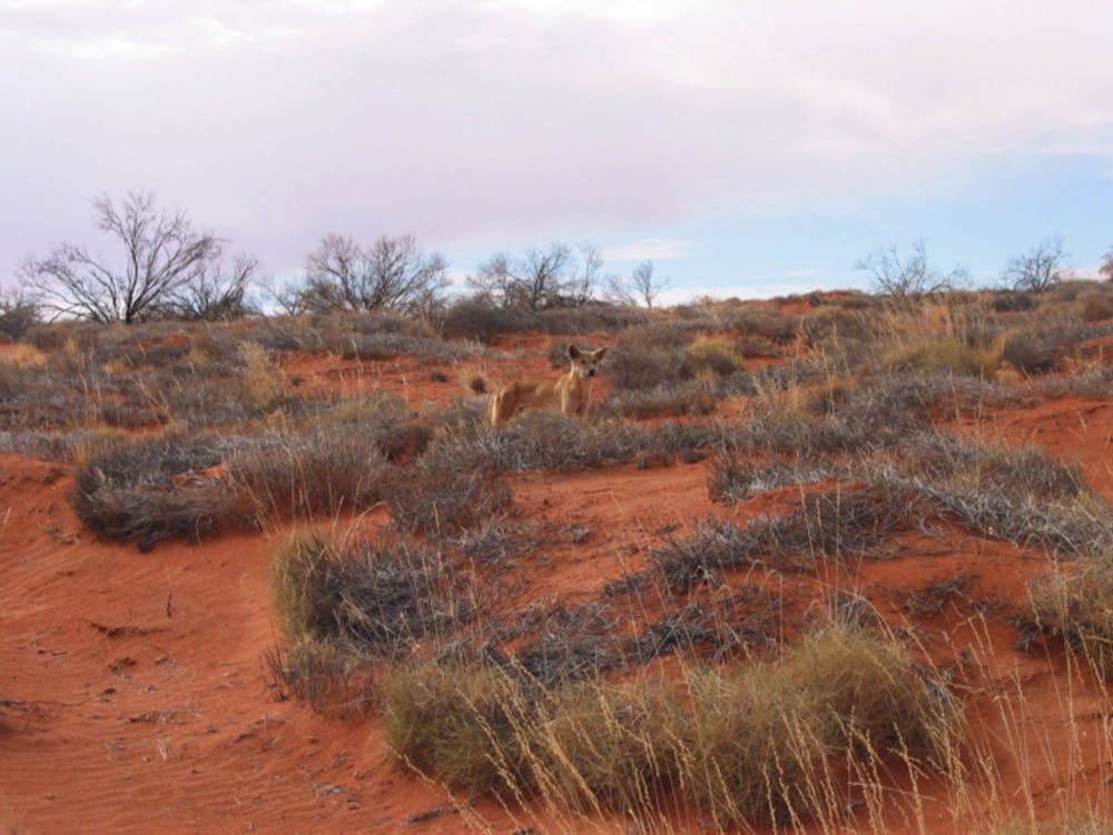 Living Blanket Water Diviner Wild Pet A Cultural History Of The Dingo