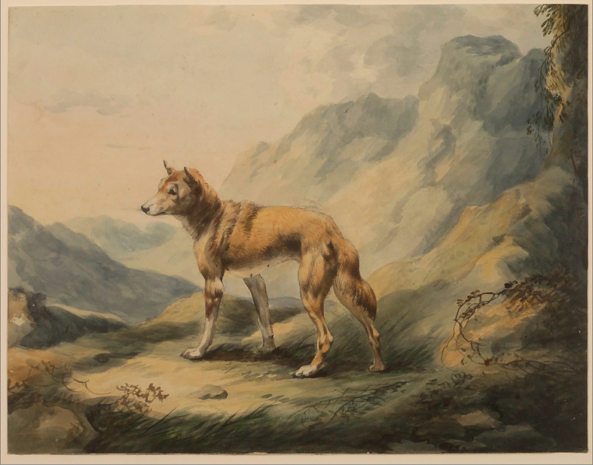 dingo hunting