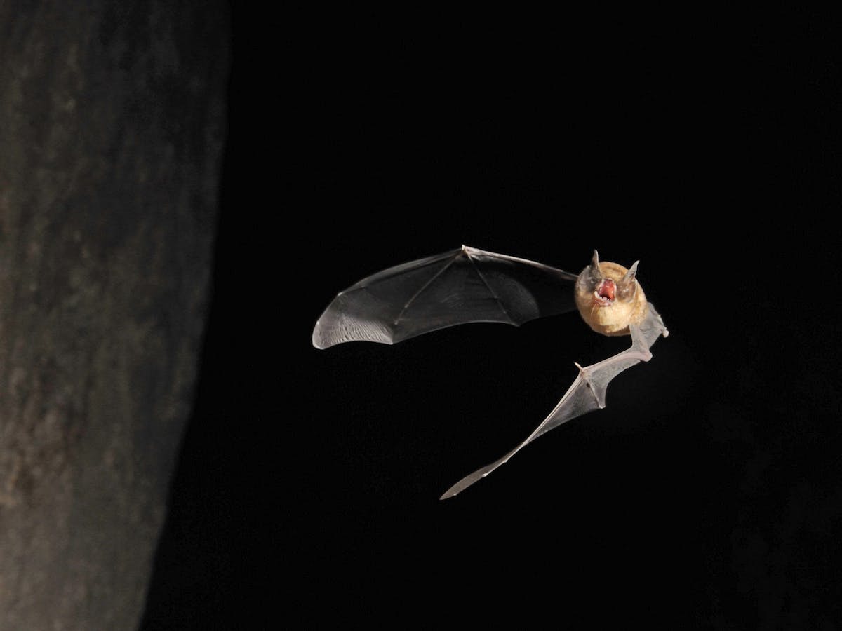 Pitch Perfect Small Bats Squeak Higher But Not Due To Size