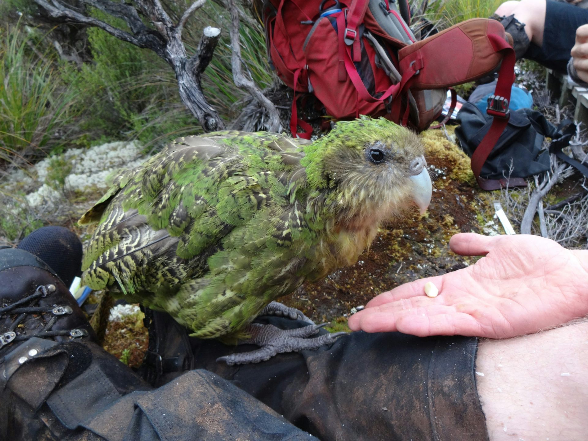 Plant hormone boost for New Zealand's critically endangered night parrot
