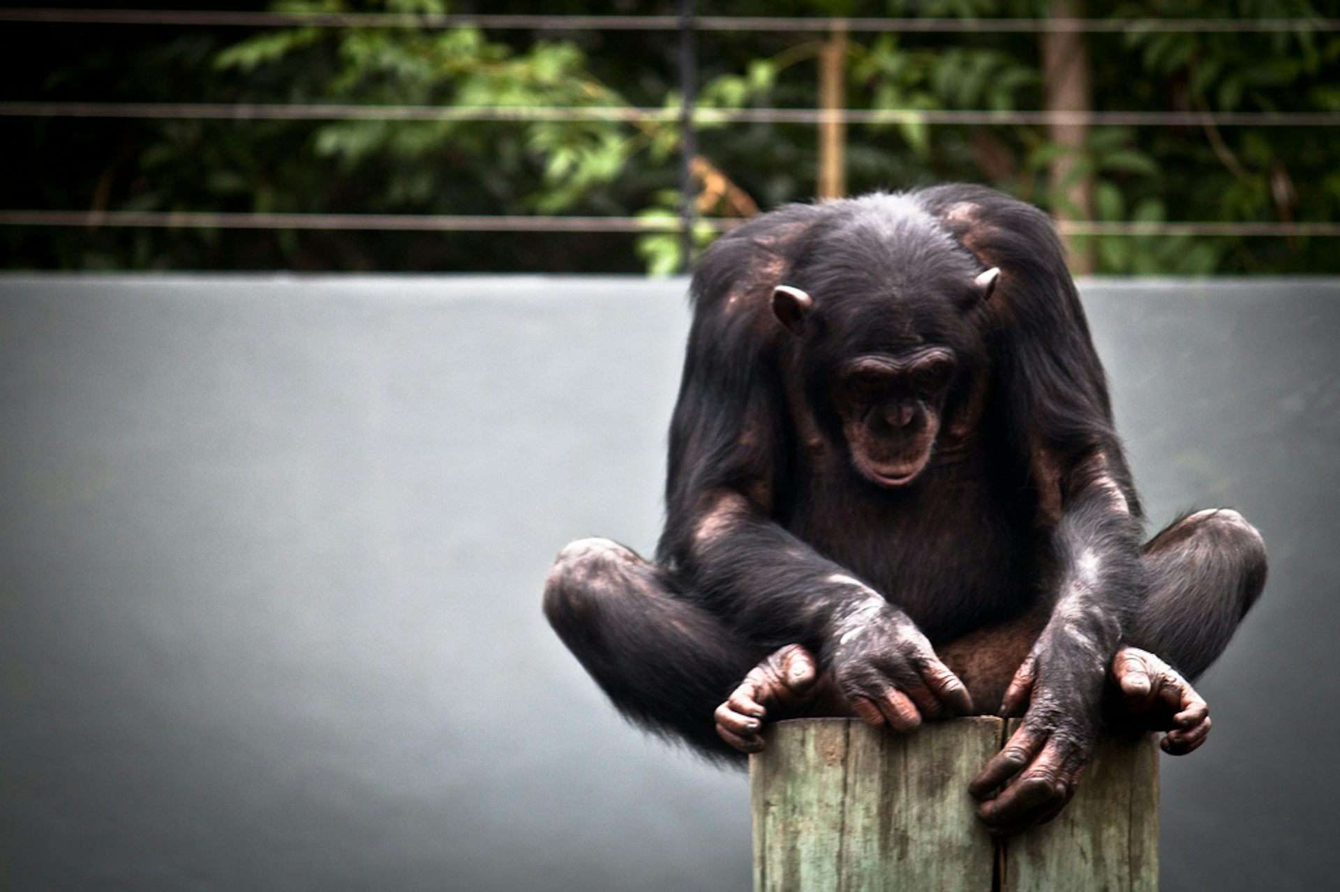 orangutan vs chimpanzee