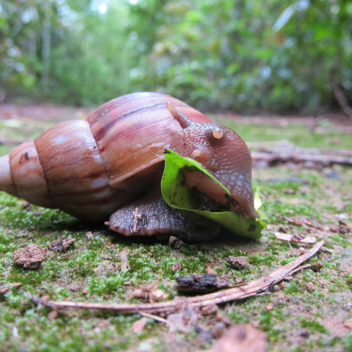 Who's afraid of the giant African land snail? Perhaps we shouldn't be