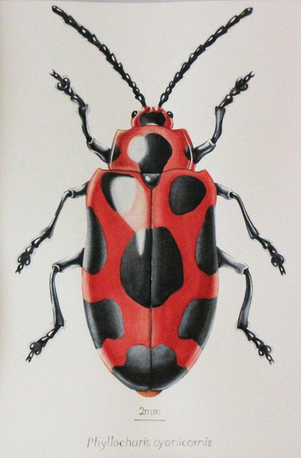 Insect Science Drawing Scientific Sketches Of Insects