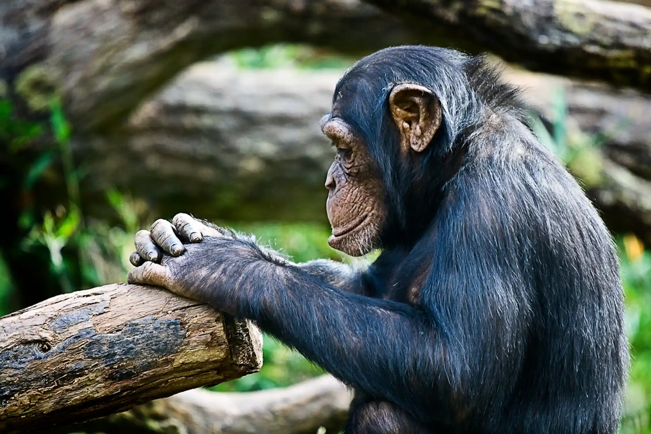Intelligent Primates Human intelligence: why are we the smartest primates?