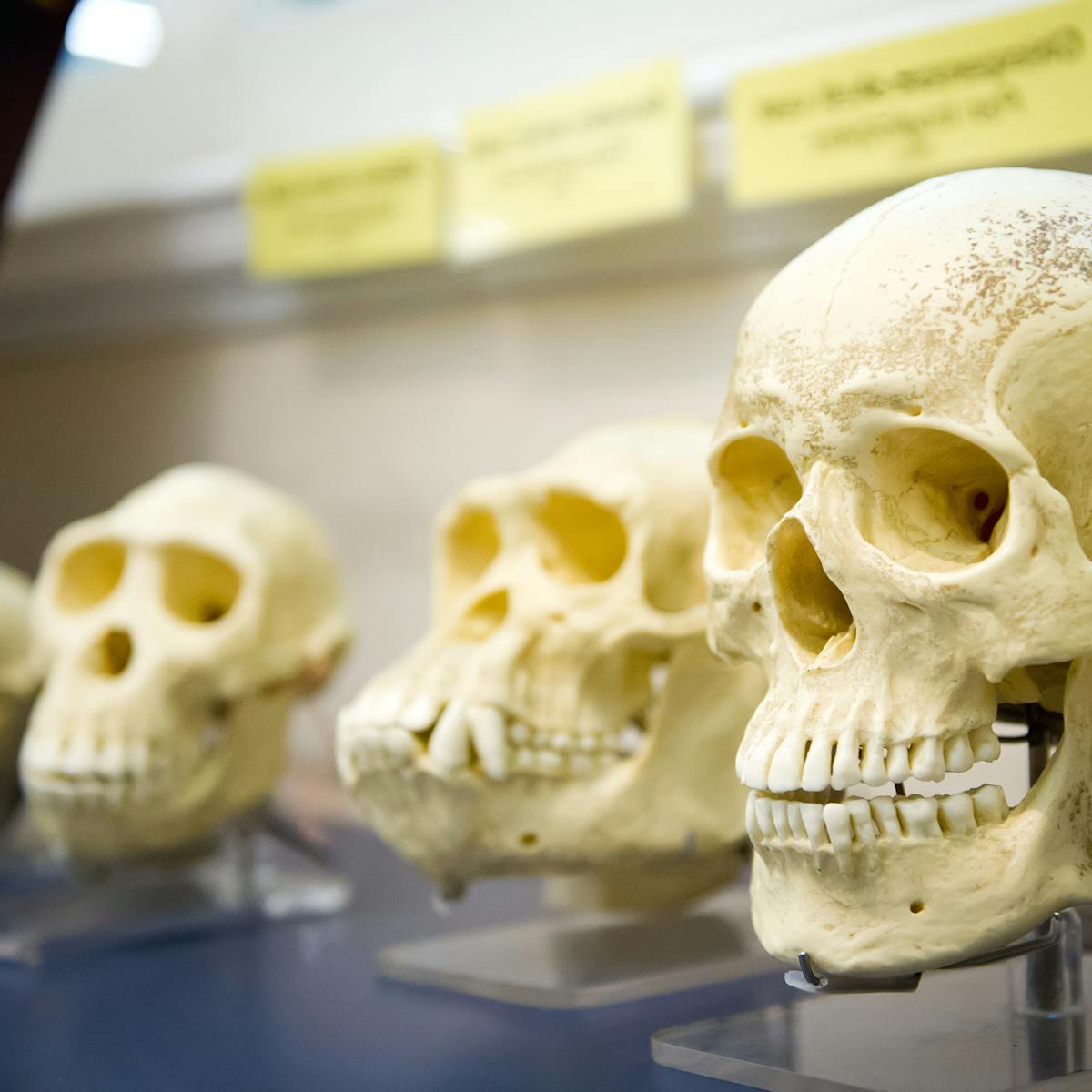 Our Large Brains Evolved Thanks To An Ancient Arms Race For Resources And Mates Our Large Brains Evolved Thanks To An Ancient Arms Race For Resources And Mates