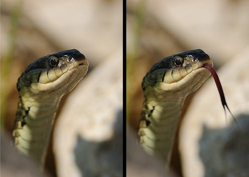 Snake Devours Smaller Snake Alive As Its Tongue Twitches in Weird Video